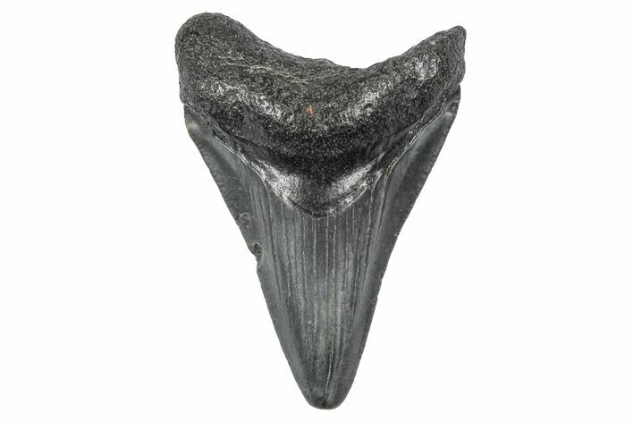 Juvenile Megalodon Tooth - South Carolina #340510